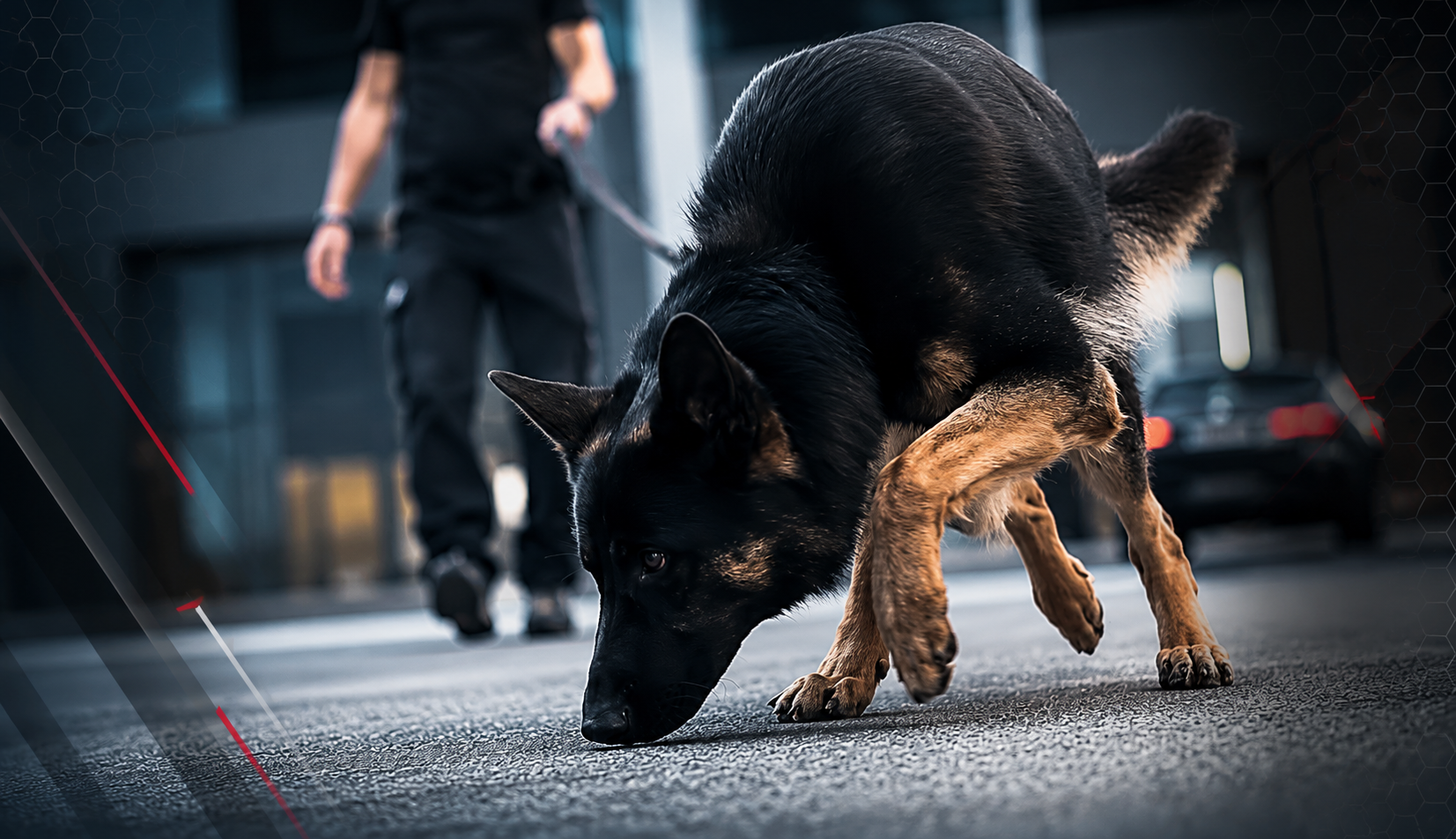 Narkotikahund