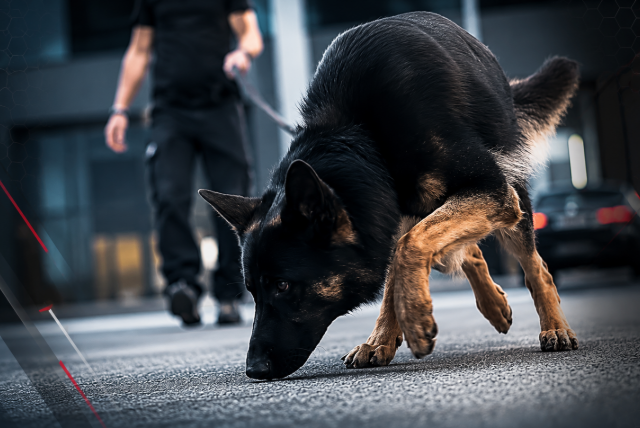 Narkotikahund